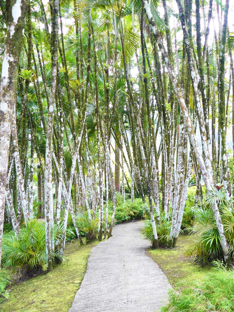 Blog_Martinique_Lje_Jardin_de_Balata.jpg