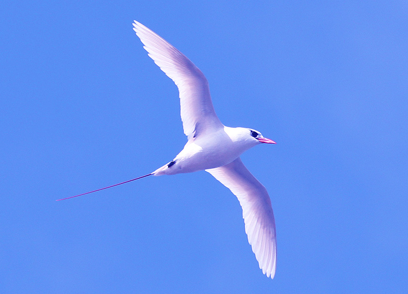 Blog__La__Réunion_visite_de_l'ile_RED-TAILED_TROPICBIRD.jpg