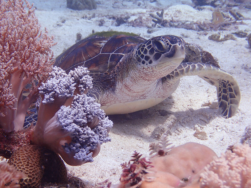 Blog_Martinique_subwig_Tortue_3.jpg