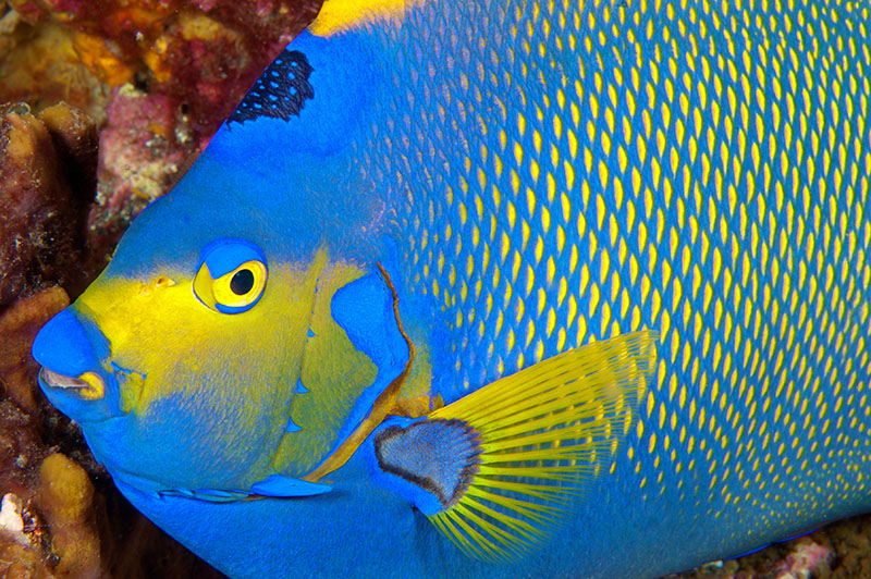 Blog_Martinique_subwig_angel_fish.jpg