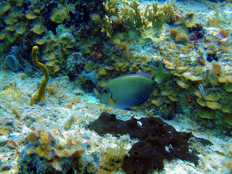 Blog_Martinique_subwig_poisson_chirurgien.jpg